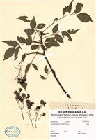 藏品(野鴉樁)的圖片